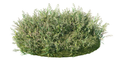 Plants and lawns on a transparent background