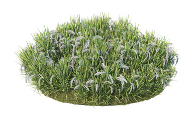 Plants and lawns on a transparent background