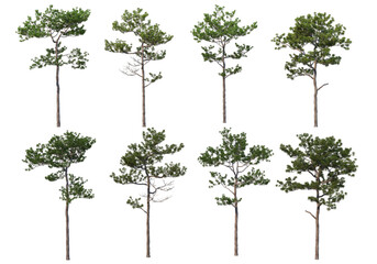 Trees with tall trunks on a transparent background