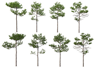 Trees with tall trunks on a transparent background - obrazy, fototapety, plakaty