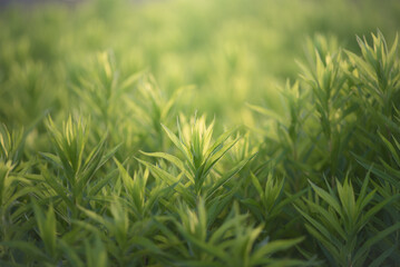 夏に生い茂るグリーン