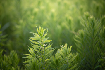 夏に生い茂るグリーン