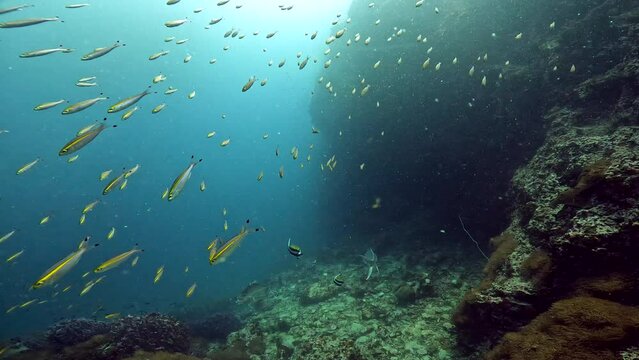 Under Water Film from Sail Rock island in Thailand - medium sized  school of smal fusiler steam of fish moving erratic in the foreground