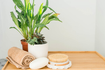 Green plants in bathroom. Eco-friendly life. Zero waste