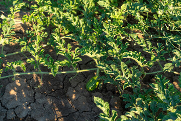 Watermelon grows on a green watermelon plantation in summer. Agricultural watermelon field.