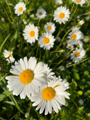 Fototapeta na wymiar Close up of daisies in a meadow