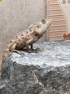 island land iguana