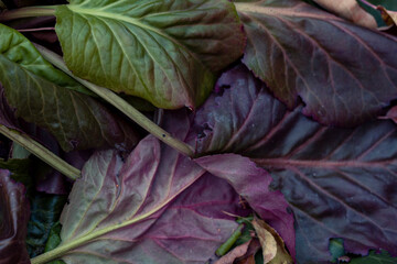 Obraz premium Background from autumn leaves of bergenia. Pattern, texture of leaves.