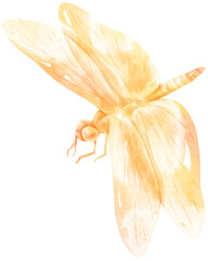 Fototapeta na wymiar Dragonfly watercolor