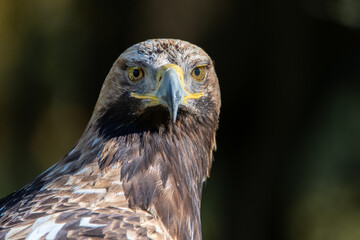 Aigle