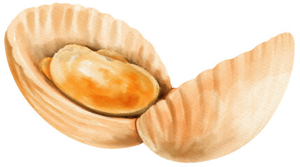 Shell Seafood Watercolor illustration
