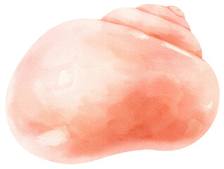Shell Seafood Watercolor illustration