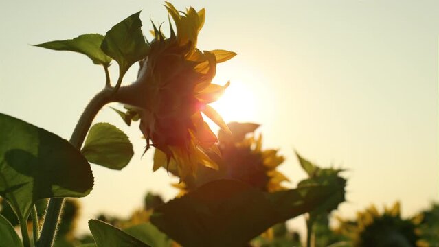 Closeup sunflower golden sunlight at countryside field. Blooming floral beauty