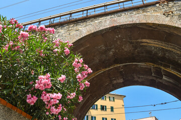 Low-angle view of the arched railway bridge with a blooming shrub of pink oleander (Nerium...