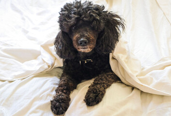 a black poodle is lying on a white bed, an old dog is sad, gray hair on the dog's fur