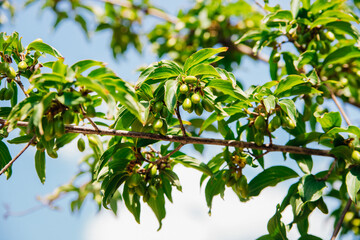 Large unripe green dogwood berries on a branch on a warm sunny day, a bright beautiful background. Wild dogwood in the forest.