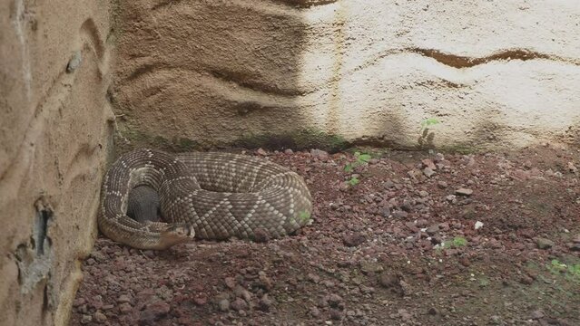 A rattlesnake in its simulated habitat