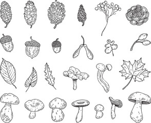 Hand-drawn vector line clipart of mushrooms, acorns, cones, leaves. Fall set. Forest treasures. Autumn clipart.