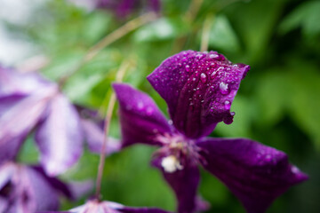 purple flower with dew drops close-up