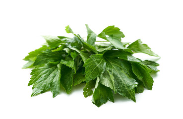 heap of white mugwort or wormwood Artemisia lactiflora isolated on white background. superfood white mugwort leave isolated on white background                     
