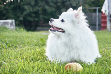 A small white spitz dog. Man's best friend, friendly dog running on the ground