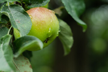 Obraz premium green apple on a tree
