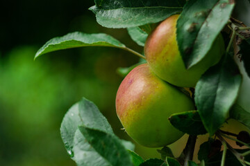 apples ripening on the tree