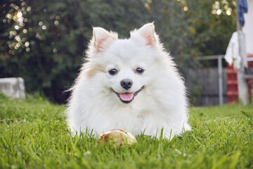 A small white spitz dog. Man's best friend, friendly dog running on the ground