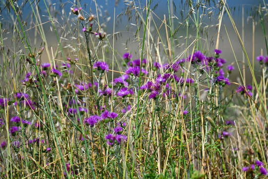 purple milk thistle // Filzige Milchfleckdistel (Galactites tomentosus) - Missolonghi, Greece