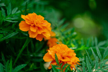 orange textured flowers