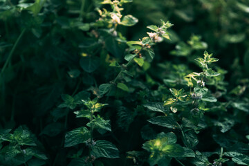 Fototapeta na wymiar Mint leaves in the garden 