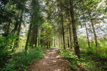 Dirt path in the forest