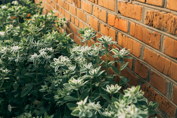 herbs in a garden and an old yellow brick wall behind