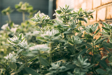 herbs in a garden and old yellow brick wall behind