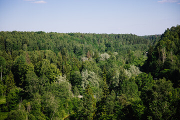 forest in the mountains