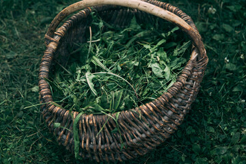 basket with grass standing on the grass
