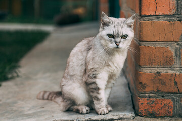 portrait of a cat sitting behind brick wall somewhere in the village 