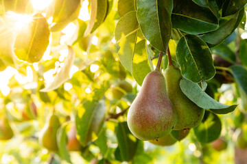 pears on tree in the sunset with sun flare behind