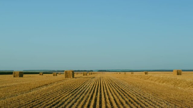 Wheat haystack field view at sunny summer day. Organic agricultural business.