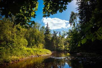 Scenic forest river in summer