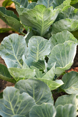 Rows of fresh cabbage plants in the garden