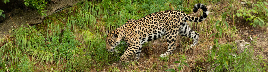 Leopard in Nahaufnahme