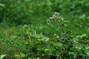 green thistles on the lawn