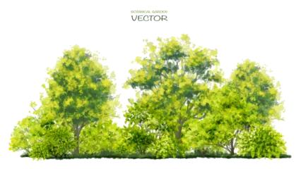 Fotobehang Vector aquarel van boom zijaanzicht geïsoleerd op een witte achtergrond voor landschap en architectuur tekening, elementen voor milieu en tuin, botanische schilderij voor sectie © Chanya_B