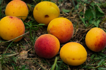 ripe orange apricots