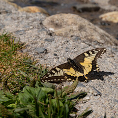 Schmetterling in Nahaufnahme