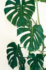 Monstera deliciosa or Swiss cheese plant close-up on the light background, urban jungle concept...