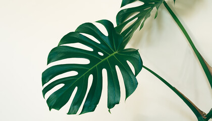Leaves of Swiss cheese plant or Monstera deliciosa on the light background close-up
