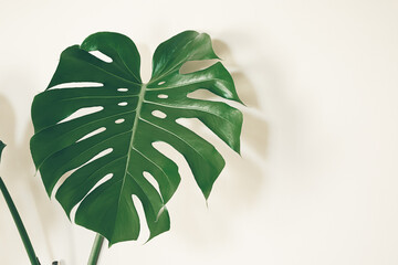 A leaf of Monstera deliciosa or Swiss cheese plant close-up on the light background with copy space, tropical leaves background