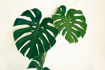 Fototapeta na wymiar Leaves of Swiss cheese plant or Monstera deliciosa or close-up on the light background